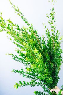 【10月のお買い得】香る銀香梅（ロングサイズ）