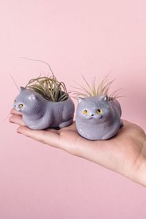 くつろぎブリティッシュショートヘア（1個）