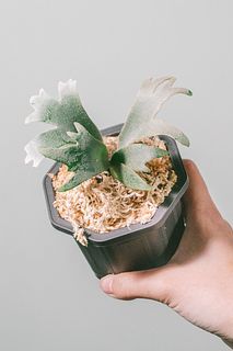 金*ん様 ビカクシダ　Jenny Yahoo!オークション - P. willinckii 'Jenny' ビカクシダ【vandaka】