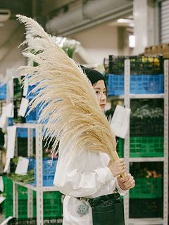 ふわふわドライパンパスグラス