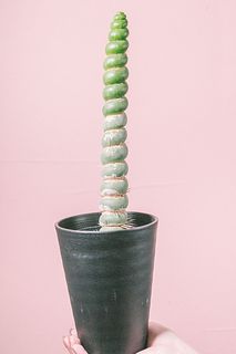 うずまきな高級多肉植物「スピラリス」
