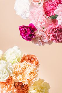 【2BUY10%OFF】よくばりカラフルカーネーション（15本）