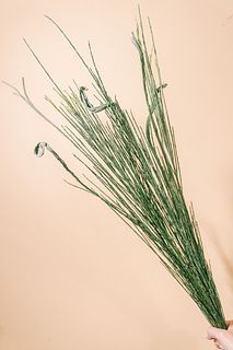 【10月のお買い得】石化柳（ロングサイズ）