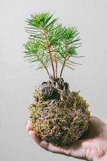松の苔玉
