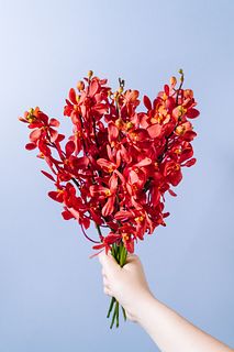 ルビー色のモカラ