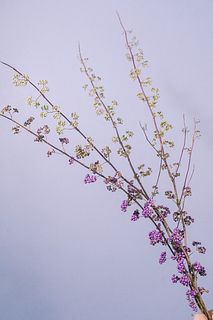 季節の枝物「つぶつぶ紫式部」（ロングサイズ）