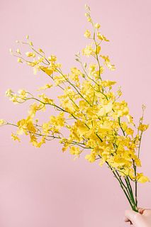 【10月のお買い得】幸運を呼ぶ「オンシジウム」(ロングサイズ）
