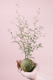 リトルベイビーの苔玉