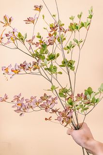 紅葉のドウダンツツジ