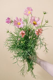 【10月のお買い得】コスモス「オレンジキャンバス」