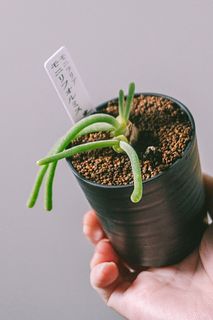 希少品種の多肉植物「モニラニア」