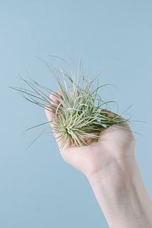 おまかせチランジア（3個入り）