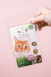 マグカップで育てるねこ草水栽培キット