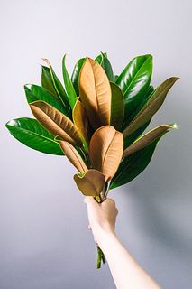 【10月のお買い得】マグノリア