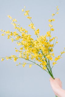 たっぷり10本！幸運を呼ぶ「オンシジウム」(ロングサイズ）