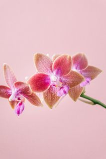 日野洋蘭園のミディファレノ「ドロップ」（1本）