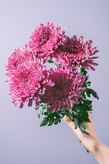 マム「バヴェーノダーク」
