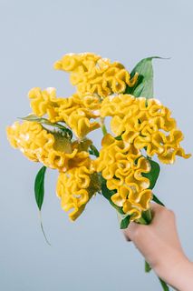 ケイトウ「ヒヨコ」