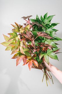 おうちで紅葉狩り！