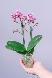 ミディファレノ「ハナビ」