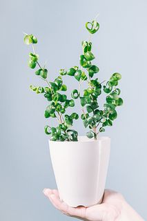 フィカス「ベンジャミン」