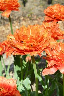 【産直】チューリップ「情熱の花火」栽培キット