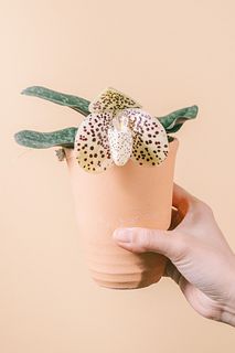 希少パフィオペディラム「ウェンシャネンセ」