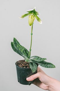 女神のスリッパ「パフィオペディラム」