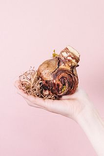 【先行販売】土と水がいらない「特大球根アマリリス」