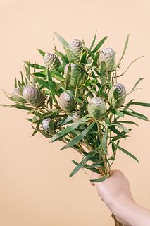 リューカデンドロン「サブローサム」