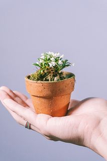 ミニ蘭「カデチア」