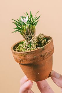 希少デンドロビウム「スブリフェルム」