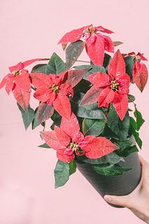 ポインセチア「スノールージュ」