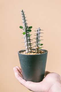 アローディア プロセラ「亜竜木」