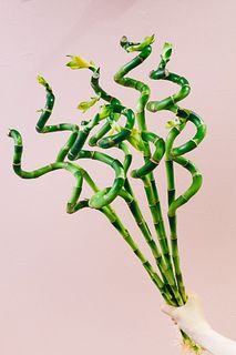 幸せを呼ぶ「スパイラルバンブー」（ロングサイズ）