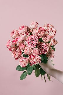 希少ローズ「チアフル」