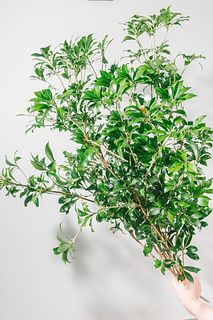 アセビ（ロングサイズ）