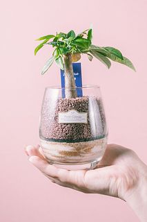 カフェモカサンドで育てる「パキラ」