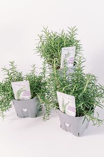 料理ハーブ「ローズマリー」（２鉢セット）