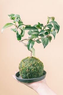 曲げ仕立ての苔玉椿