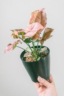 シンゴニウム「ネオン」