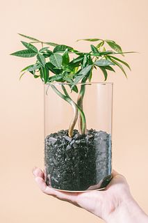 炭で育てる幸運の「ダンシングパキラ」