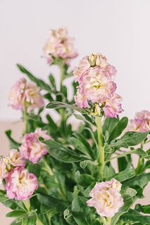 希少なツートーンストック「ベイビーレインボー」（２鉢セット）