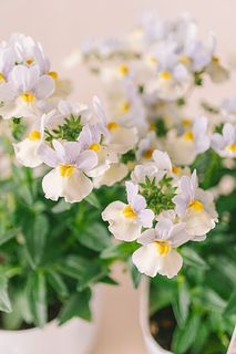 バニラの香り！ネメシア「ピンクレモネード」（2鉢）