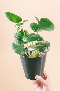 ペペロミア「オバリア」