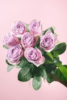 【10月のお買い得】バラ「ライラッククラシック」