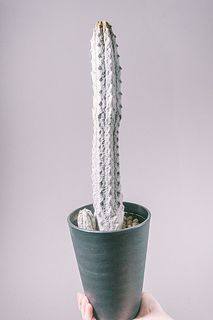 怪獣肌の高級多肉植物「アブデルクリ」