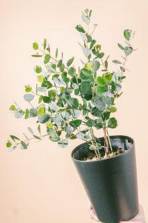 ユーカリの鉢「ハートリーフ」