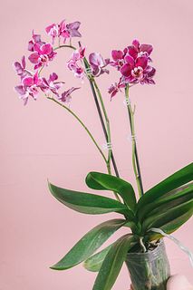 【10月のお買い得】椎名ラン園のミディファレノ「カカオ」