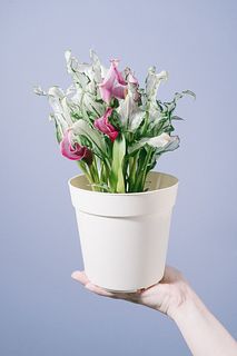 希少品種カラー「フローズンクイーン」